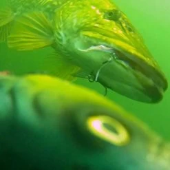 Savage 4D Line Thru Trout -Fishing Finesse Finds 1lxpvapy638113596199441564