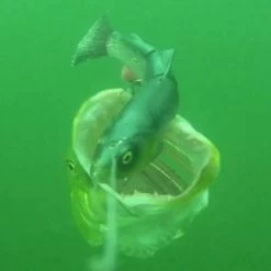 Savage 4D Line Thru Trout -Fishing Finesse Finds d220onvg638113596199441564