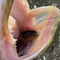 Rapala Nauvo Lures -Fishing Finesse Finds dlot2yvb638121443163355229