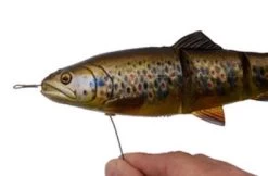 Savage 4D Line Thru Trout -Fishing Finesse Finds xztqruuh636352789901258575